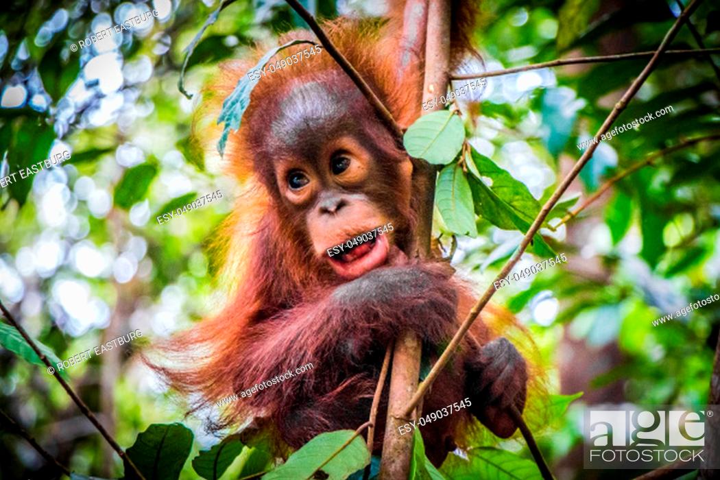Detail Cute Baby Orangutan Pictures Nomer 23