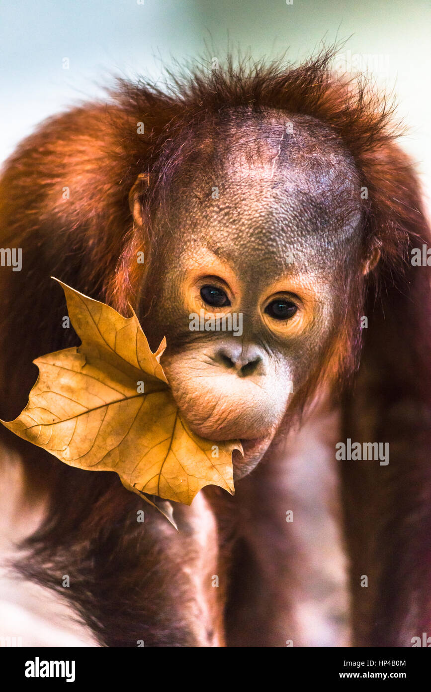 Detail Cute Baby Orangutan Pictures Nomer 26