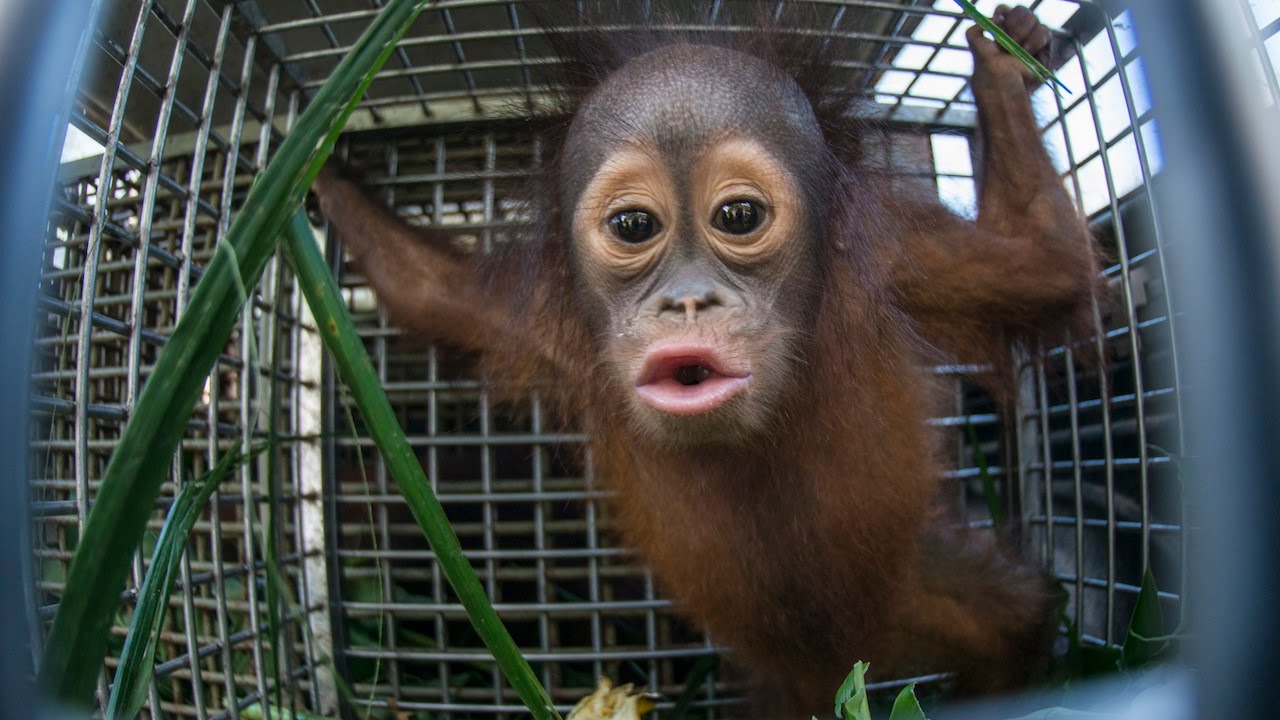 Detail Cute Baby Orangutan Pictures Nomer 4