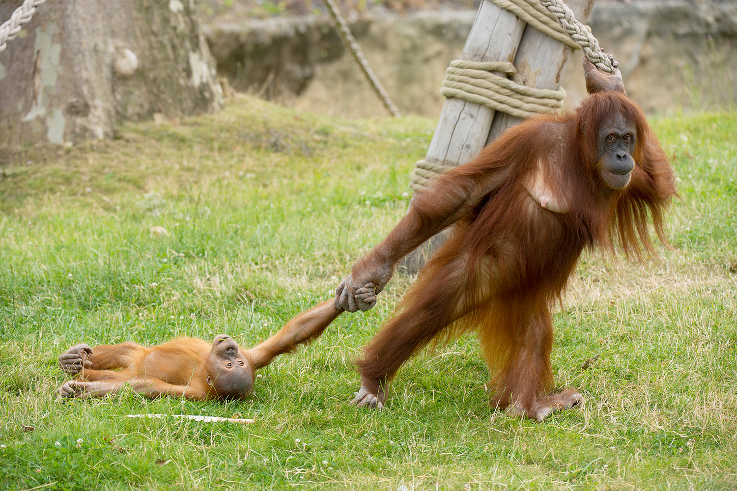 Detail Cute Baby Orangutan Pictures Nomer 29