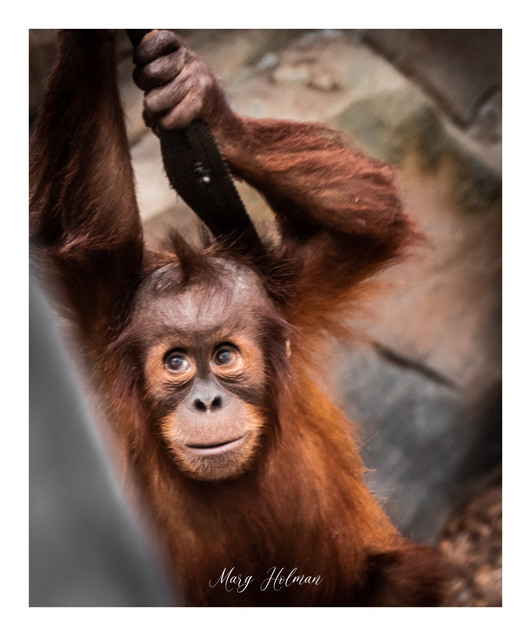 Detail Cute Baby Orangutan Pictures Nomer 30