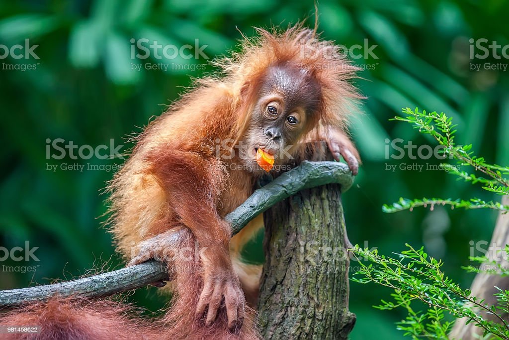 Detail Cute Baby Orangutan Pictures Nomer 32