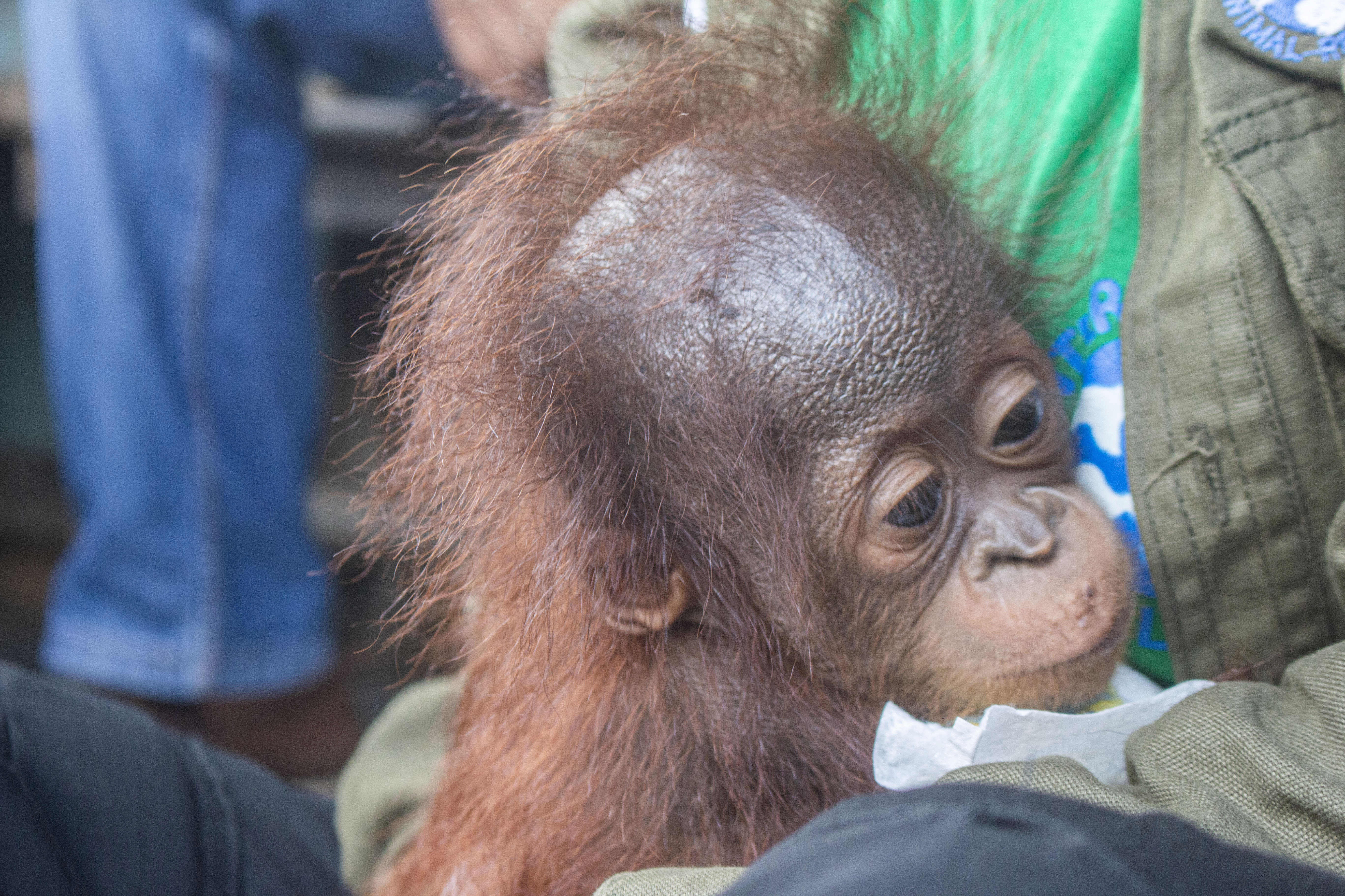 Detail Cute Baby Orangutan Pictures Nomer 35