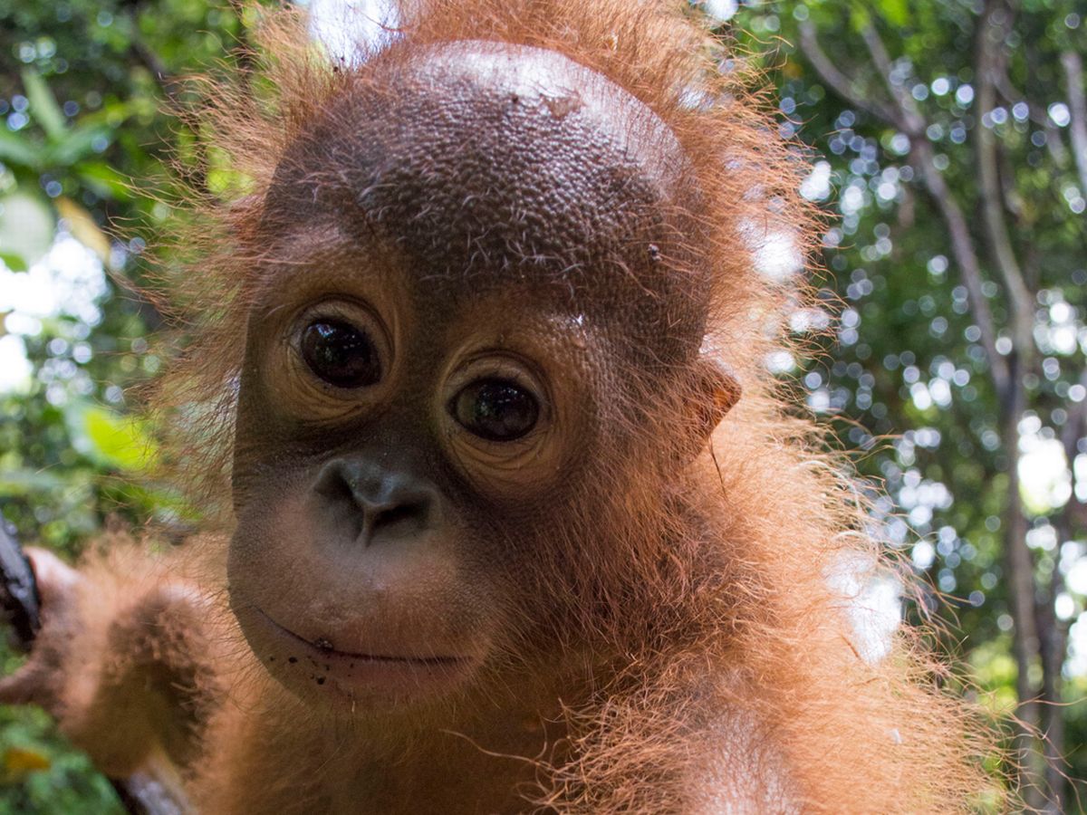 Detail Cute Baby Orangutan Pictures Nomer 37
