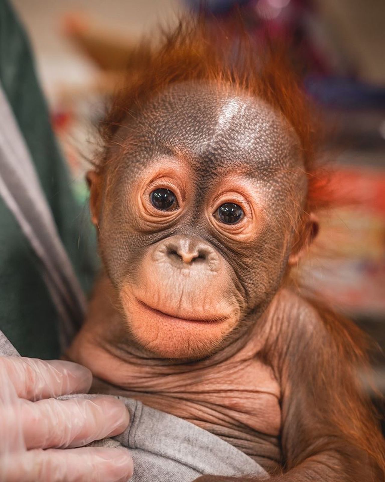 Detail Cute Baby Orangutan Pictures Nomer 5