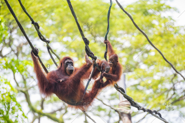 Detail Cute Baby Orangutan Pictures Nomer 38