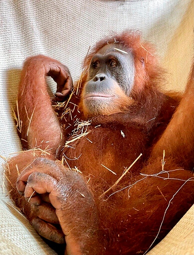 Detail Cute Baby Orangutan Pictures Nomer 41