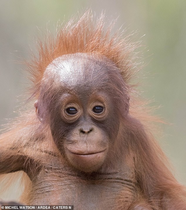 Detail Cute Baby Orangutan Pictures Nomer 42