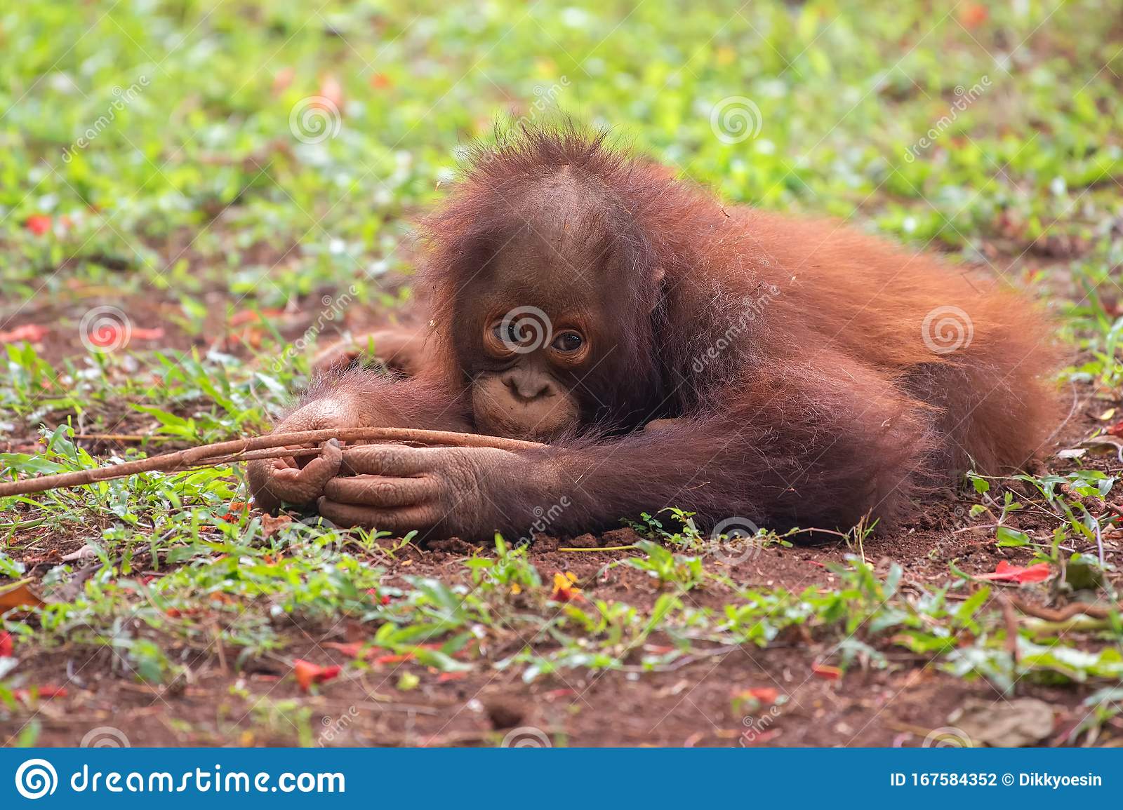 Detail Cute Baby Orangutan Pictures Nomer 43