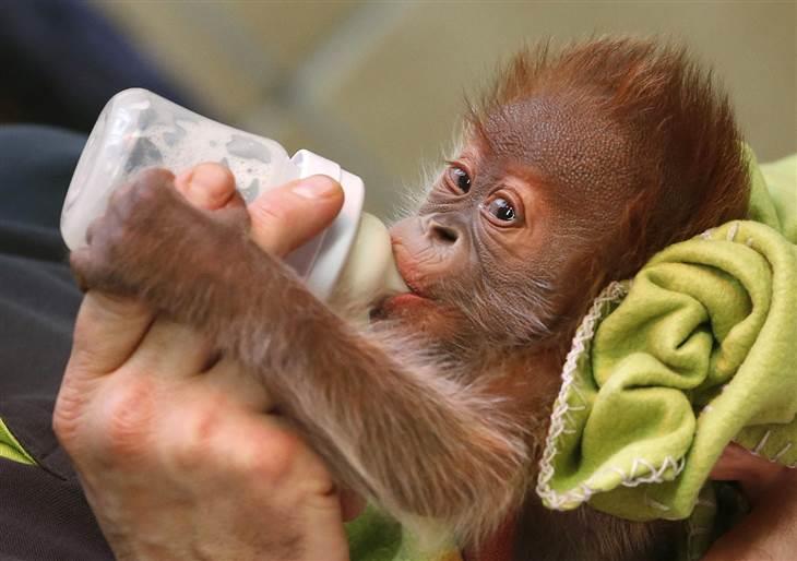 Detail Cute Baby Orangutan Pictures Nomer 6