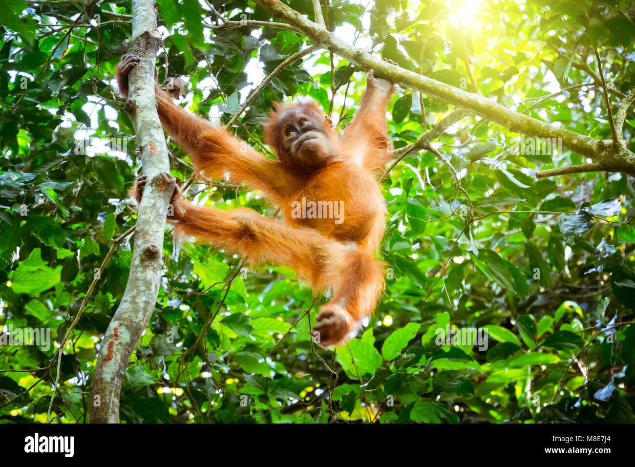 Detail Cute Baby Orangutan Pictures Nomer 47