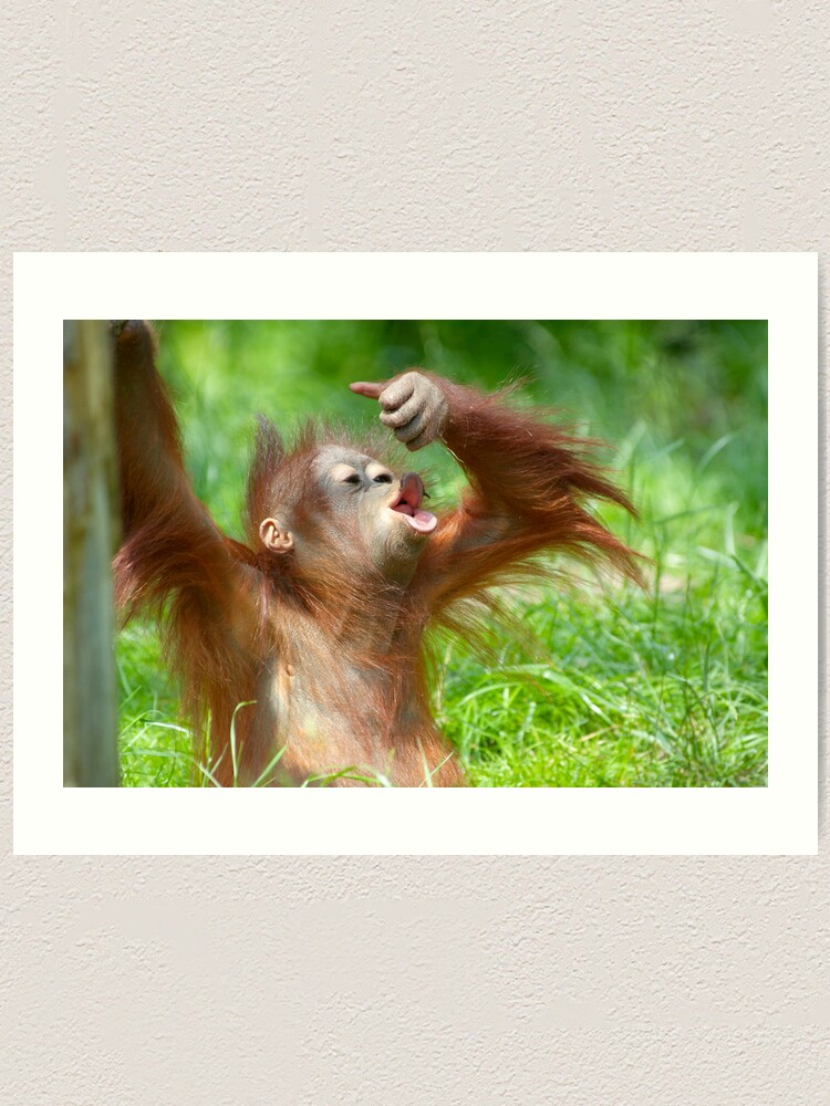 Detail Cute Baby Orangutan Pictures Nomer 52