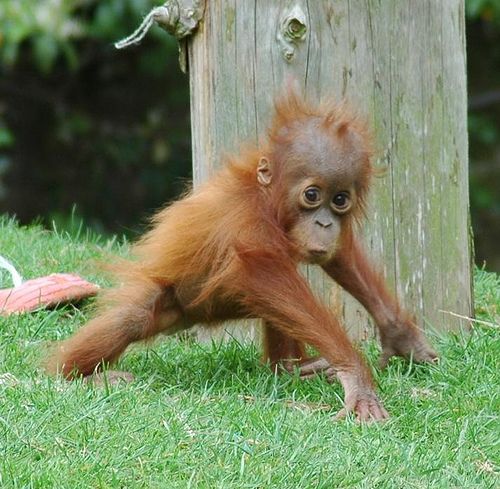 Detail Cute Baby Orangutan Pictures Nomer 7
