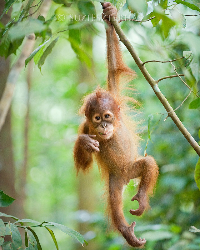 Detail Cute Baby Orangutan Pictures Nomer 8