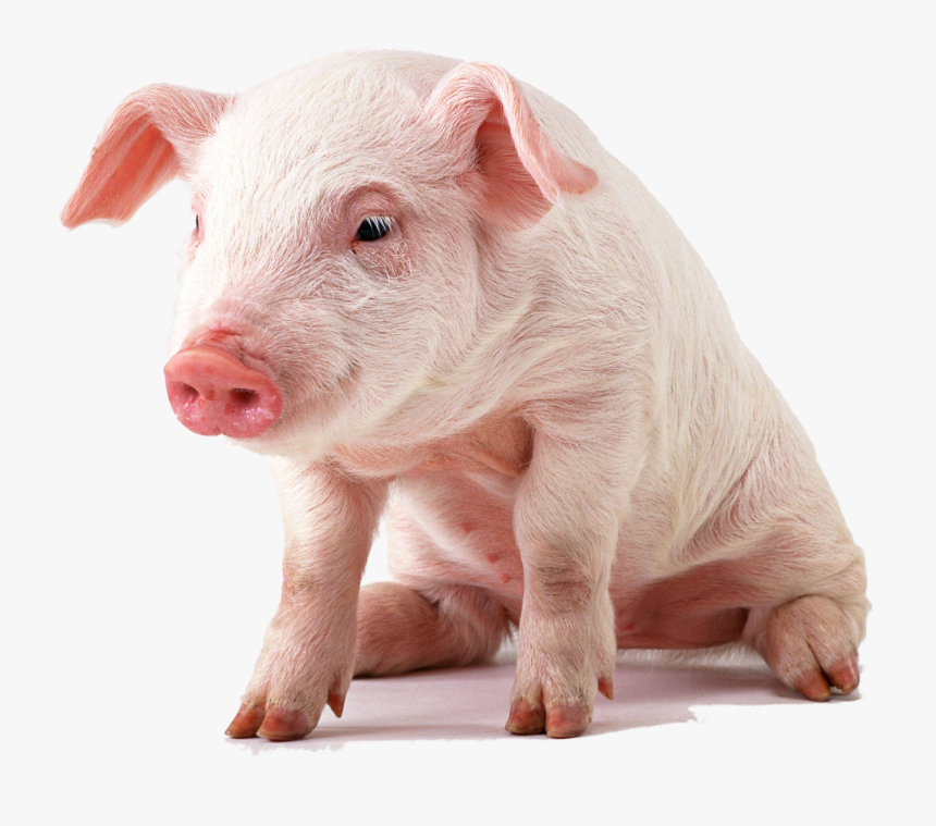 Detail Cute Baby Pigs Clipart Nomer 45