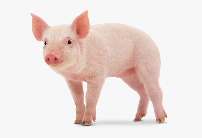 Detail Cute Baby Pigs Clipart Nomer 46