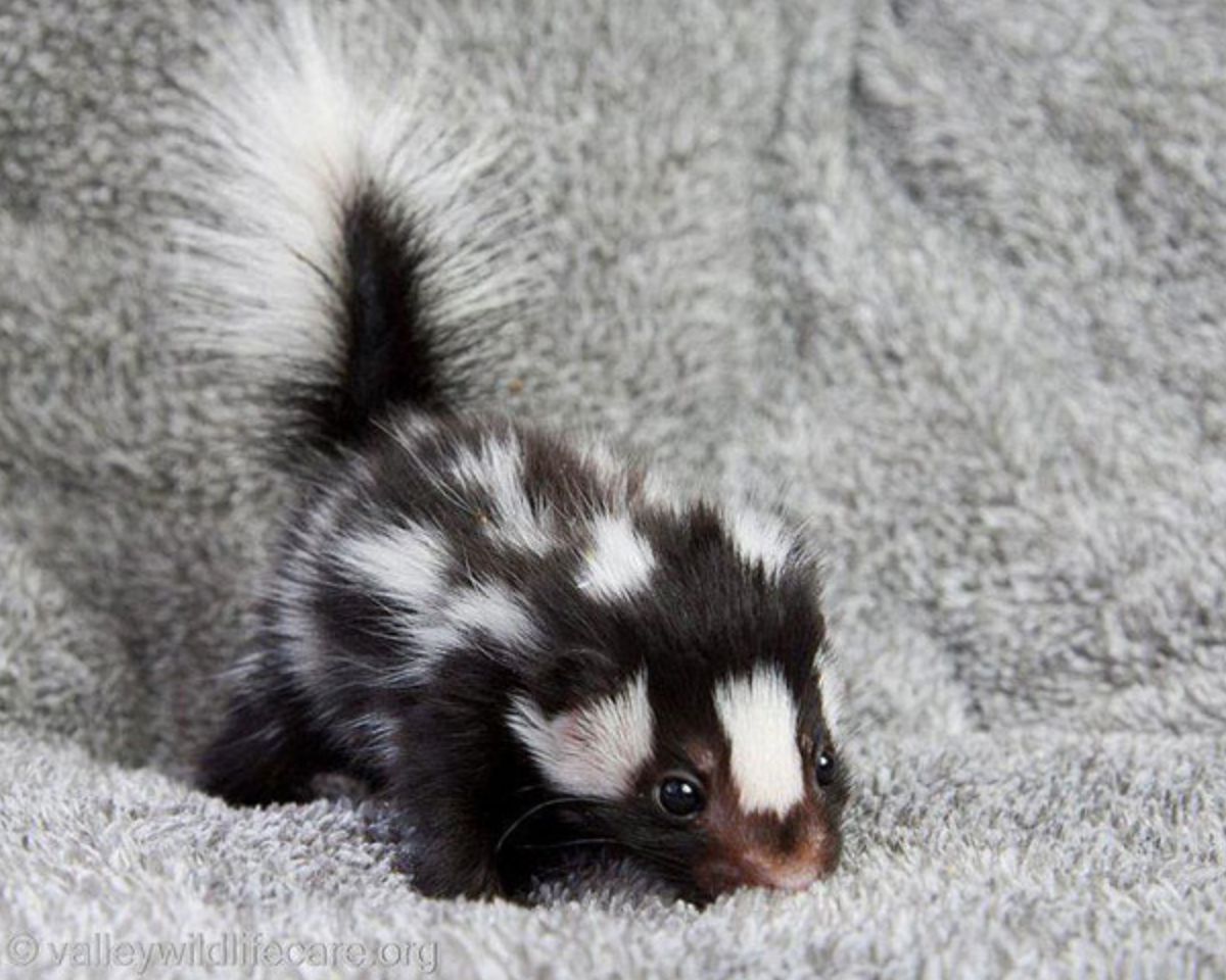 Detail Cute Baby Skunk Pictures Nomer 10