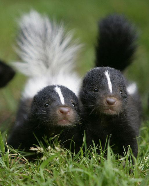Detail Cute Baby Skunk Pictures Nomer 16