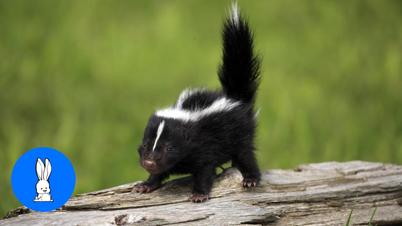 Detail Cute Baby Skunk Pictures Nomer 2