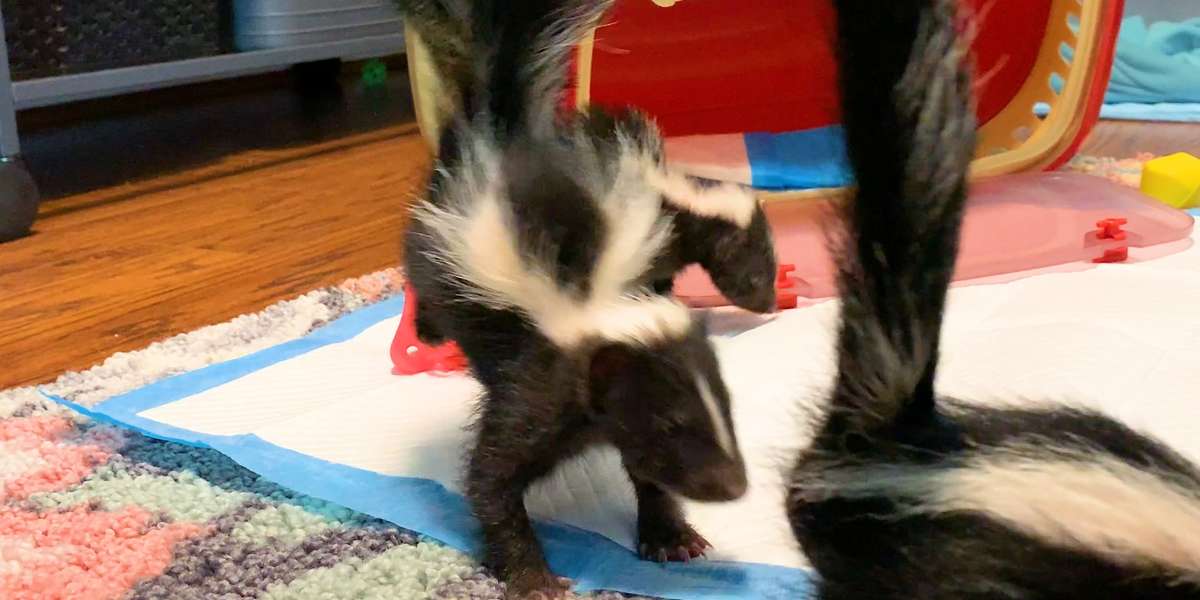 Detail Cute Baby Skunk Pictures Nomer 24