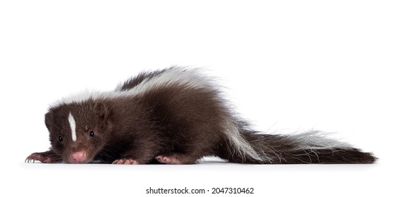 Detail Cute Baby Skunk Pictures Nomer 30