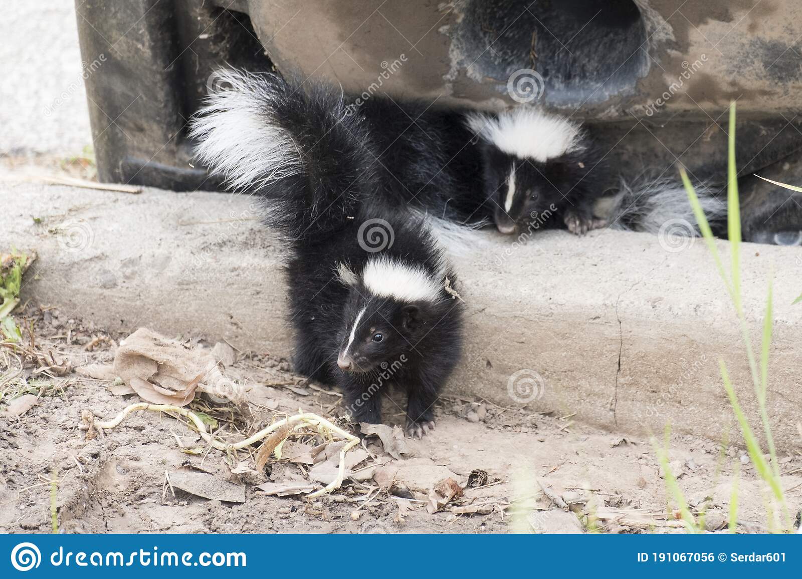 Detail Cute Baby Skunk Pictures Nomer 33