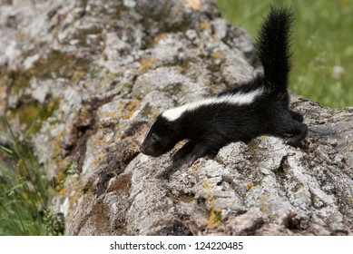 Detail Cute Baby Skunk Pictures Nomer 35