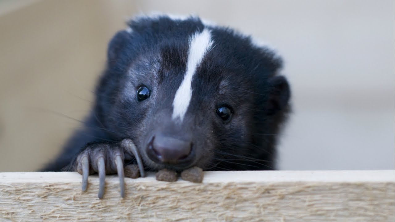 Detail Cute Baby Skunk Pictures Nomer 4