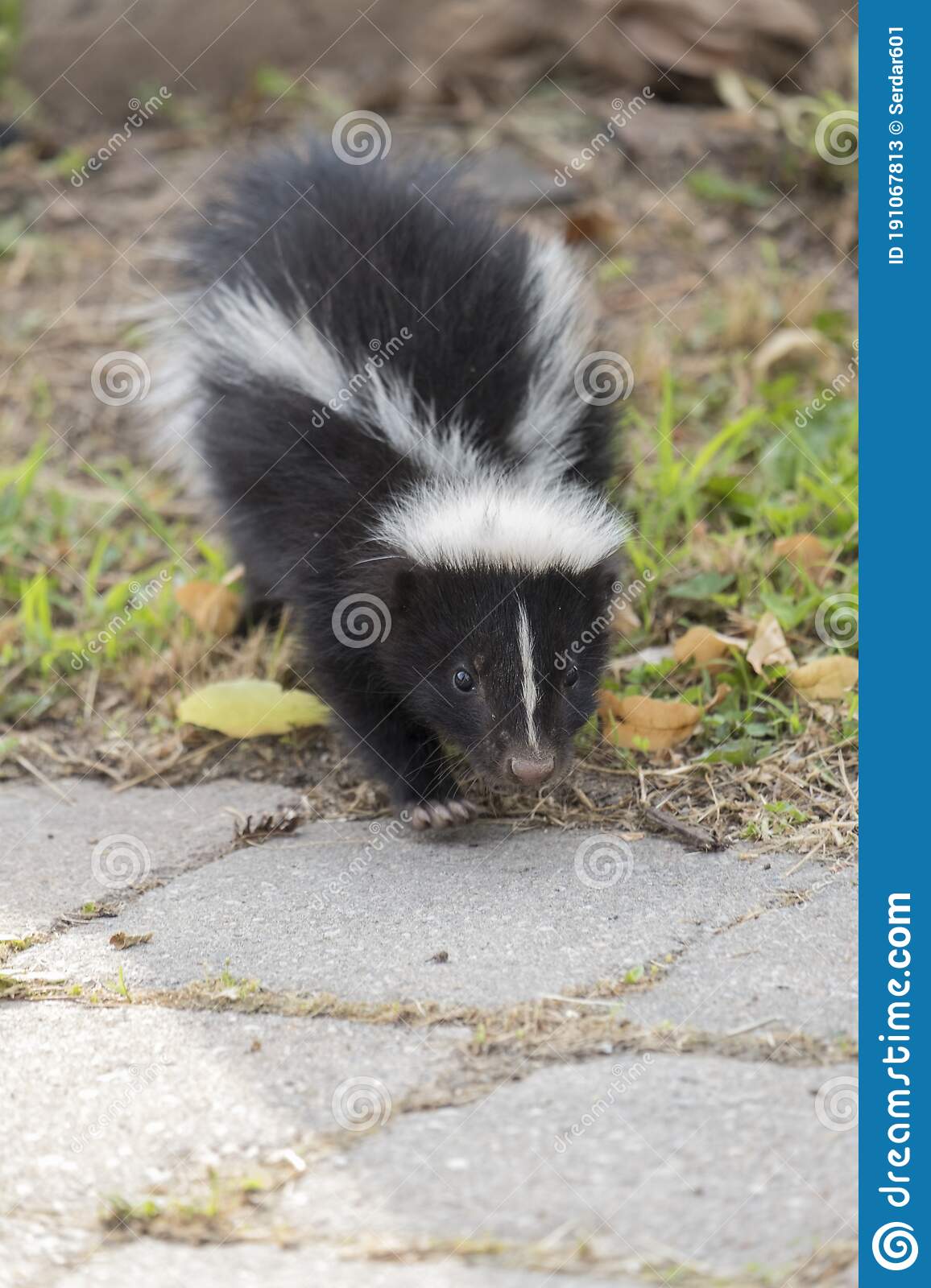 Detail Cute Baby Skunk Pictures Nomer 38