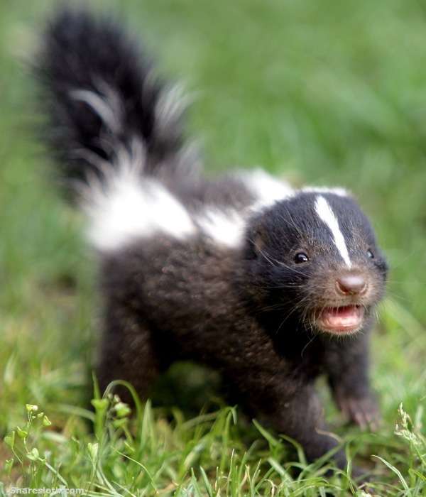 Detail Cute Baby Skunk Pictures Nomer 41