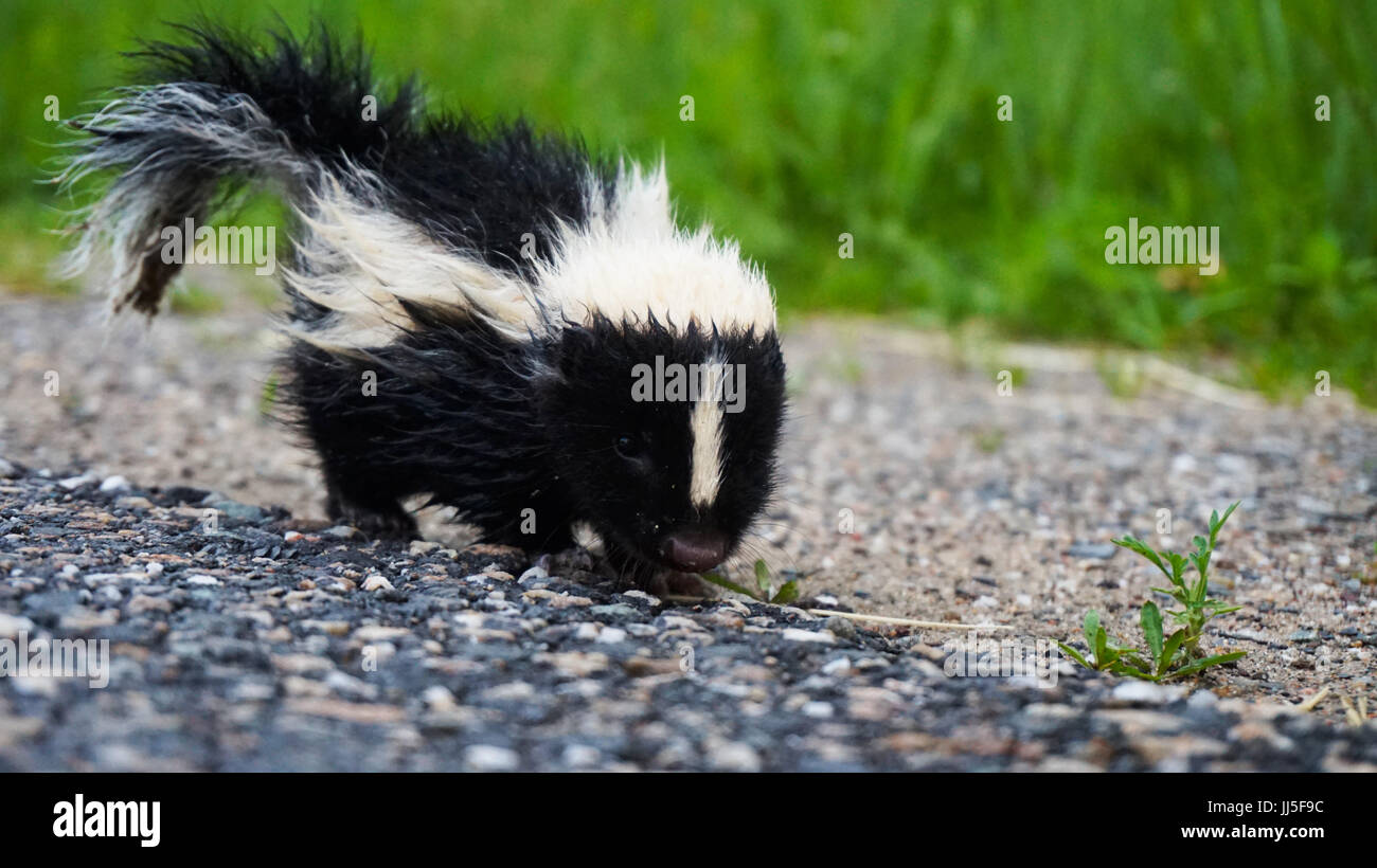 Detail Cute Baby Skunk Pictures Nomer 51