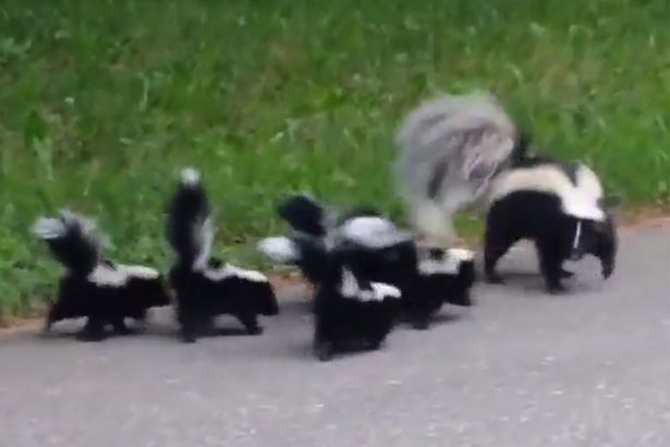 Detail Cute Baby Skunk Pictures Nomer 7