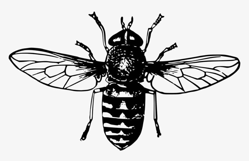Detail Cute Bee Png Nomer 51