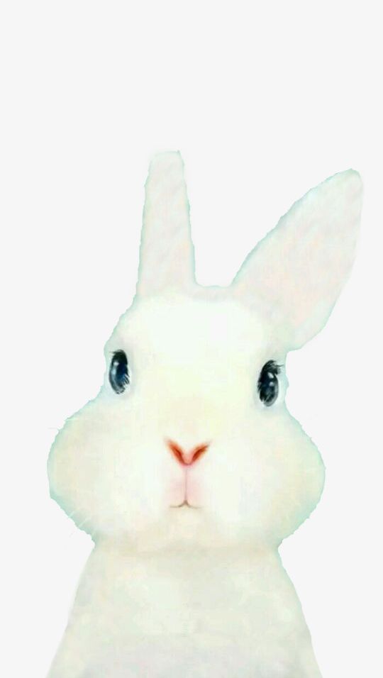 Detail Cute Bunny Png Nomer 49