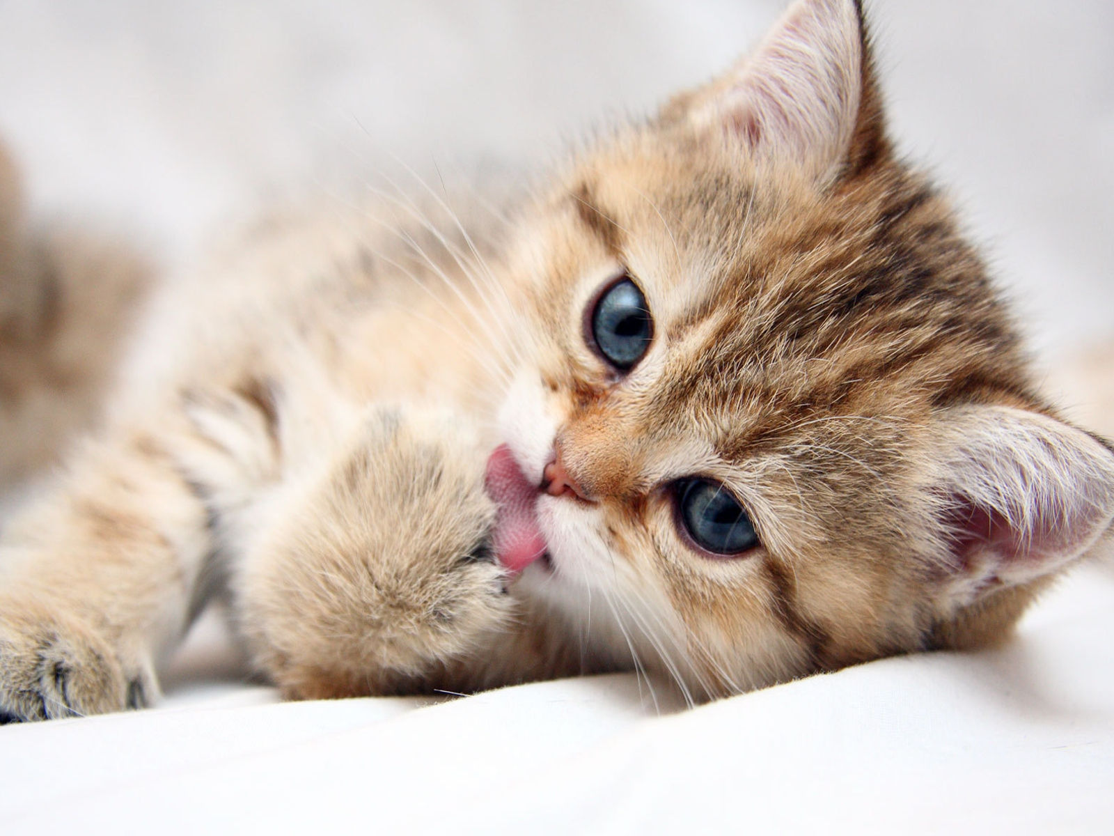 Detail Cute Cat Images Download Nomer 26