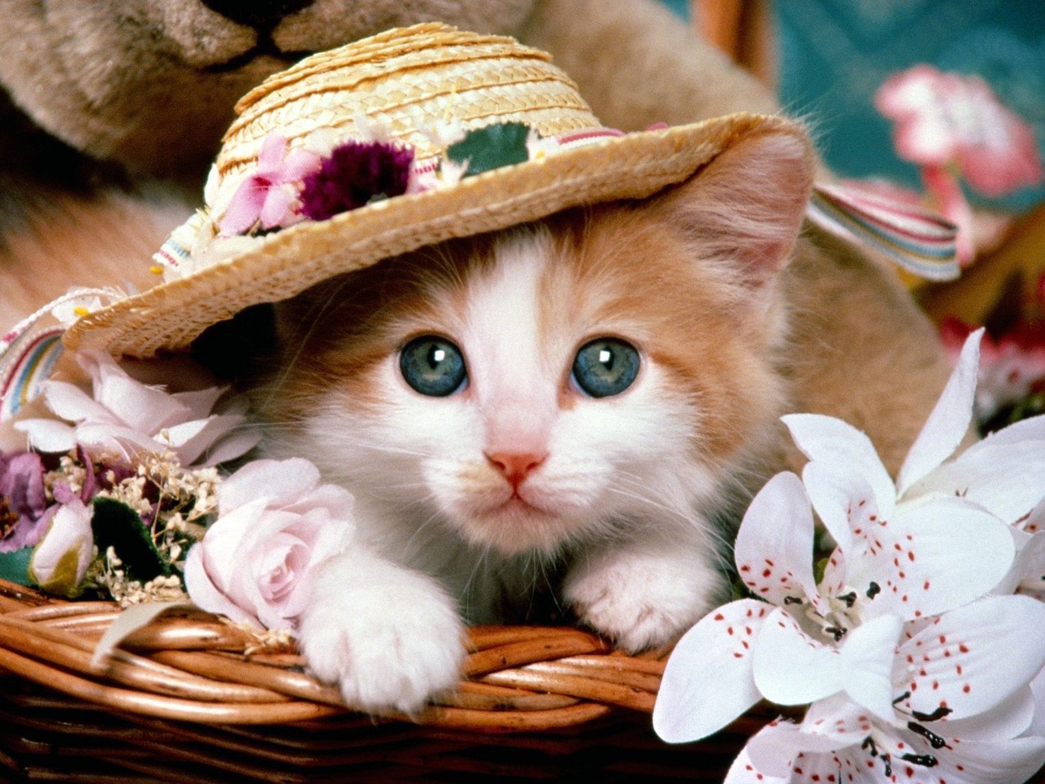 Detail Cute Cat Images Download Nomer 33