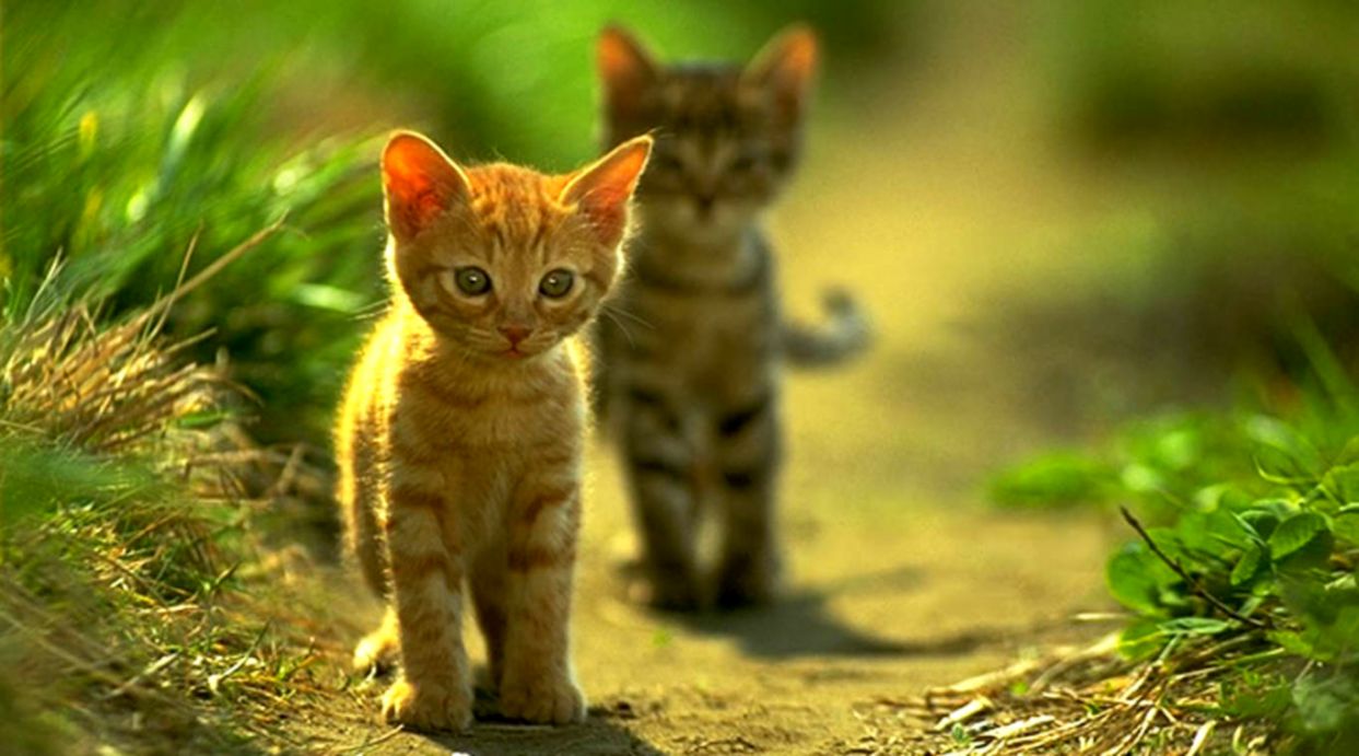 Detail Cute Cat Images Download Nomer 37