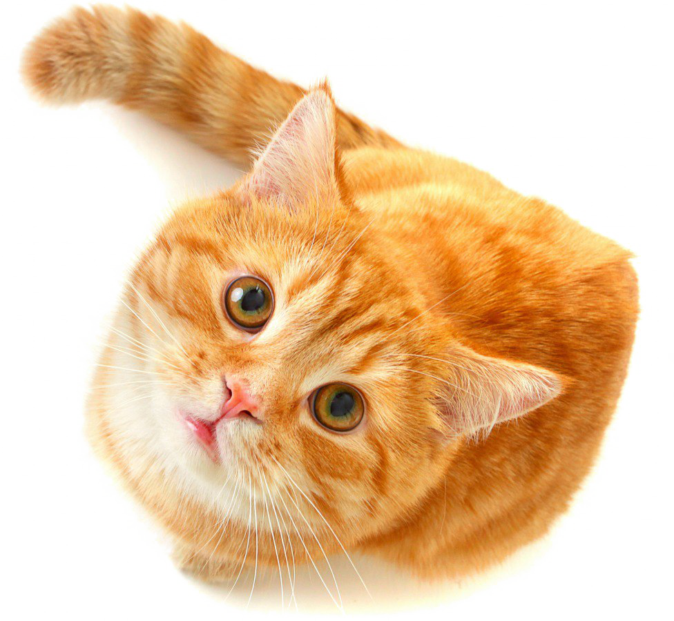 Detail Cute Cat Png Nomer 27