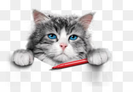 Detail Cute Cat Png Nomer 31