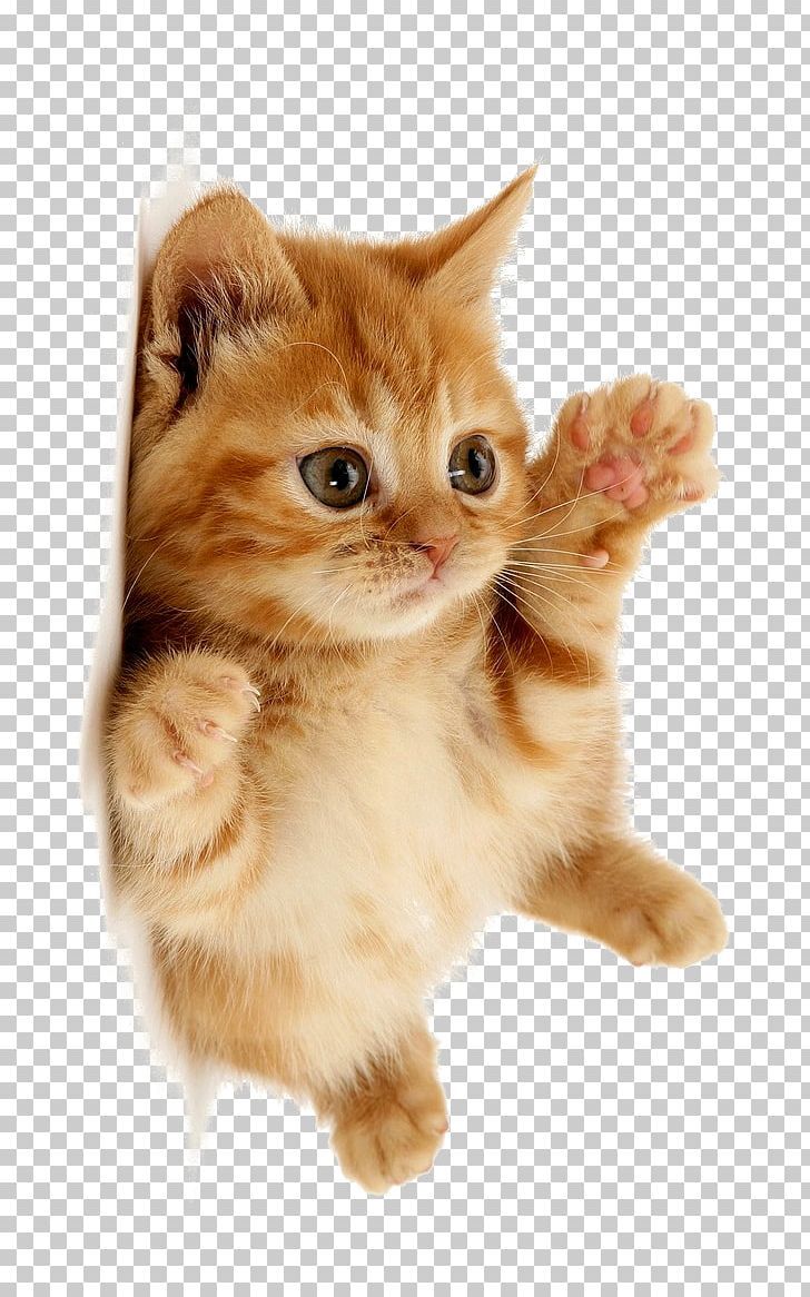 Detail Cute Cat Png Nomer 5