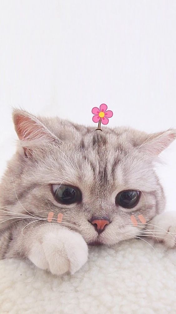 Cute Cat Wallpaper - KibrisPDR