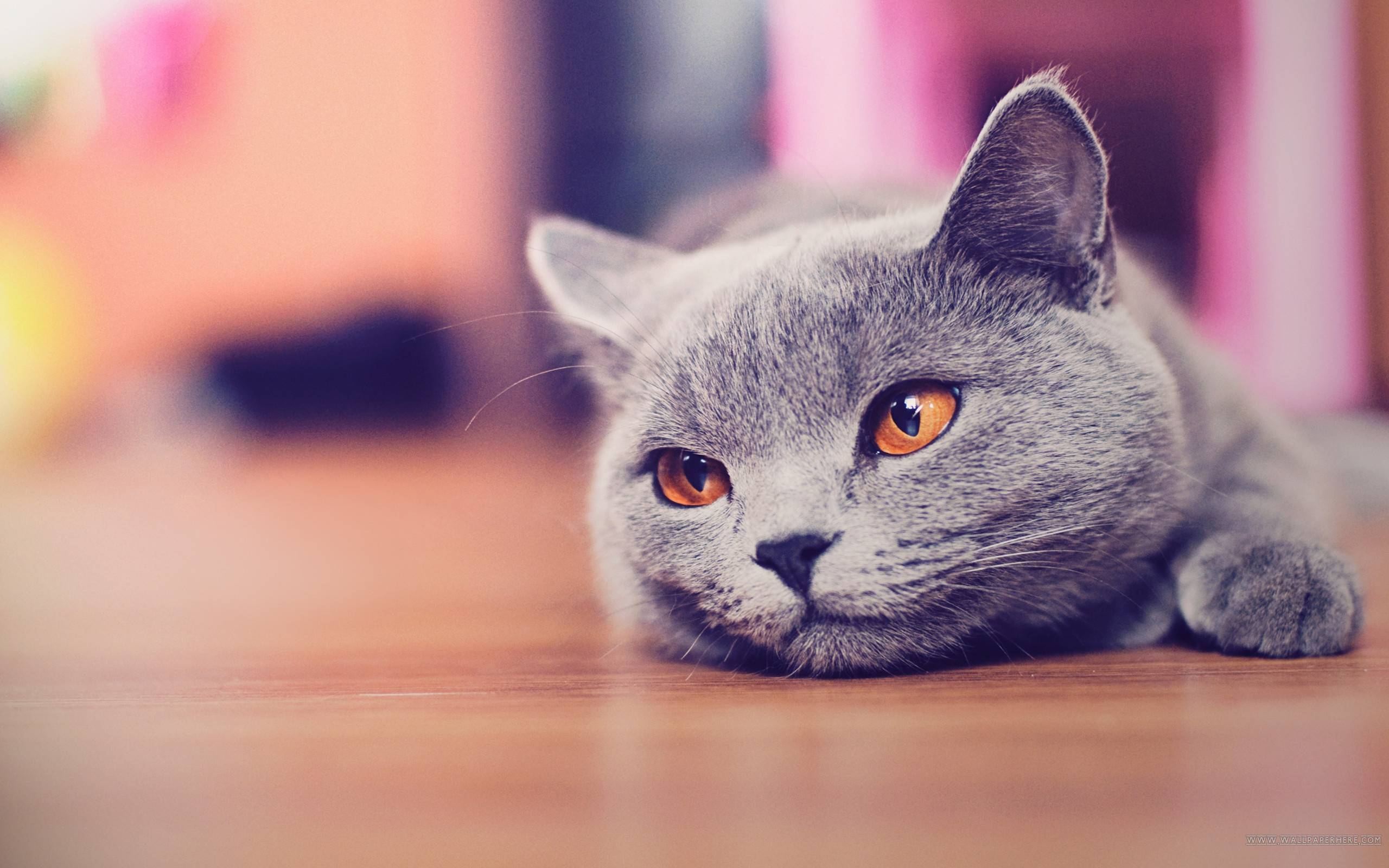 Cute Cat Wallpaper Desktop - KibrisPDR