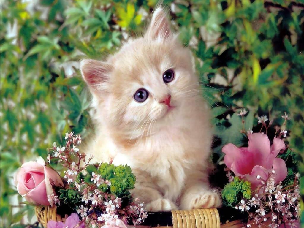 Detail Cute Cat Wallpaper Desktop Nomer 44