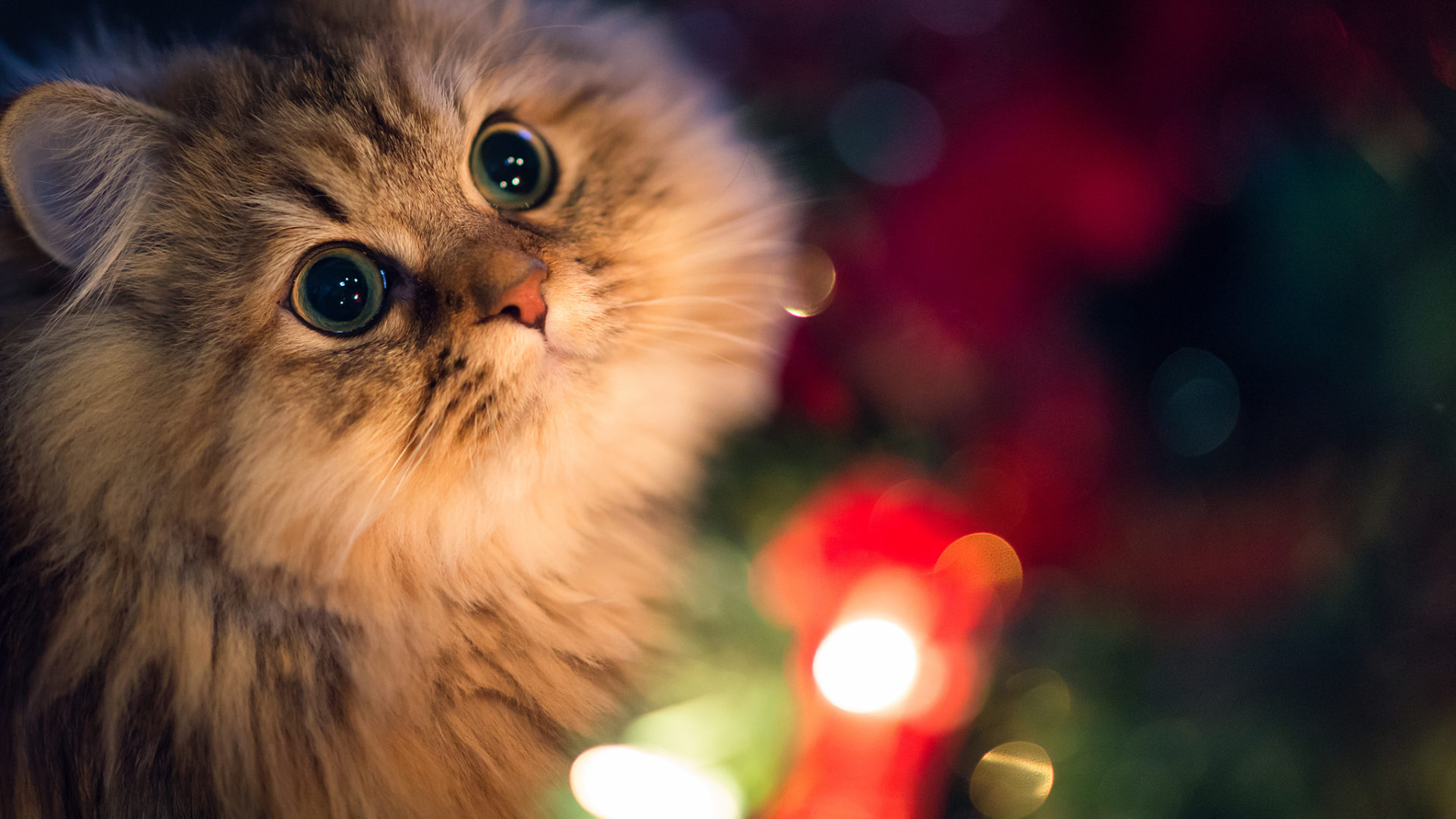 Detail Cute Cat Wallpaper Desktop Nomer 48