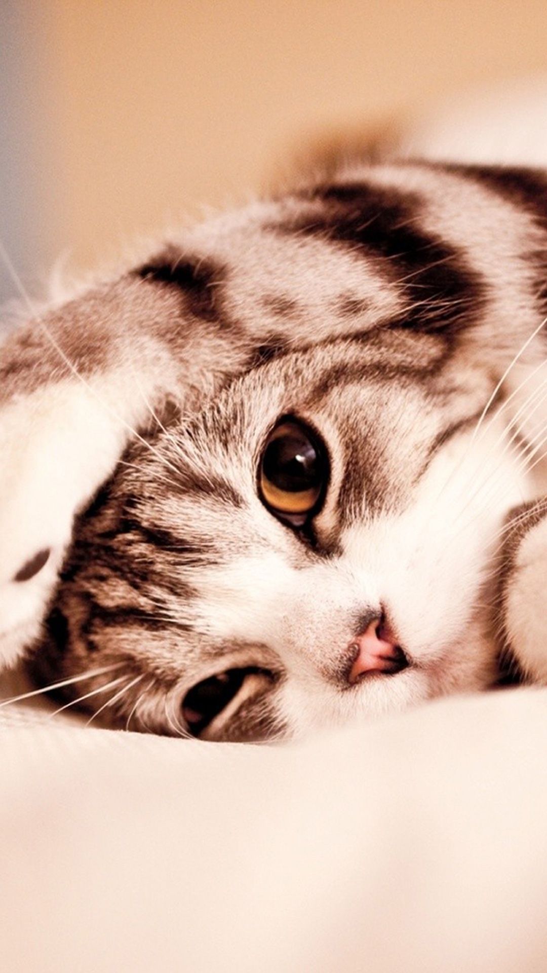 Detail Cute Cat Wallpaper Desktop Nomer 49