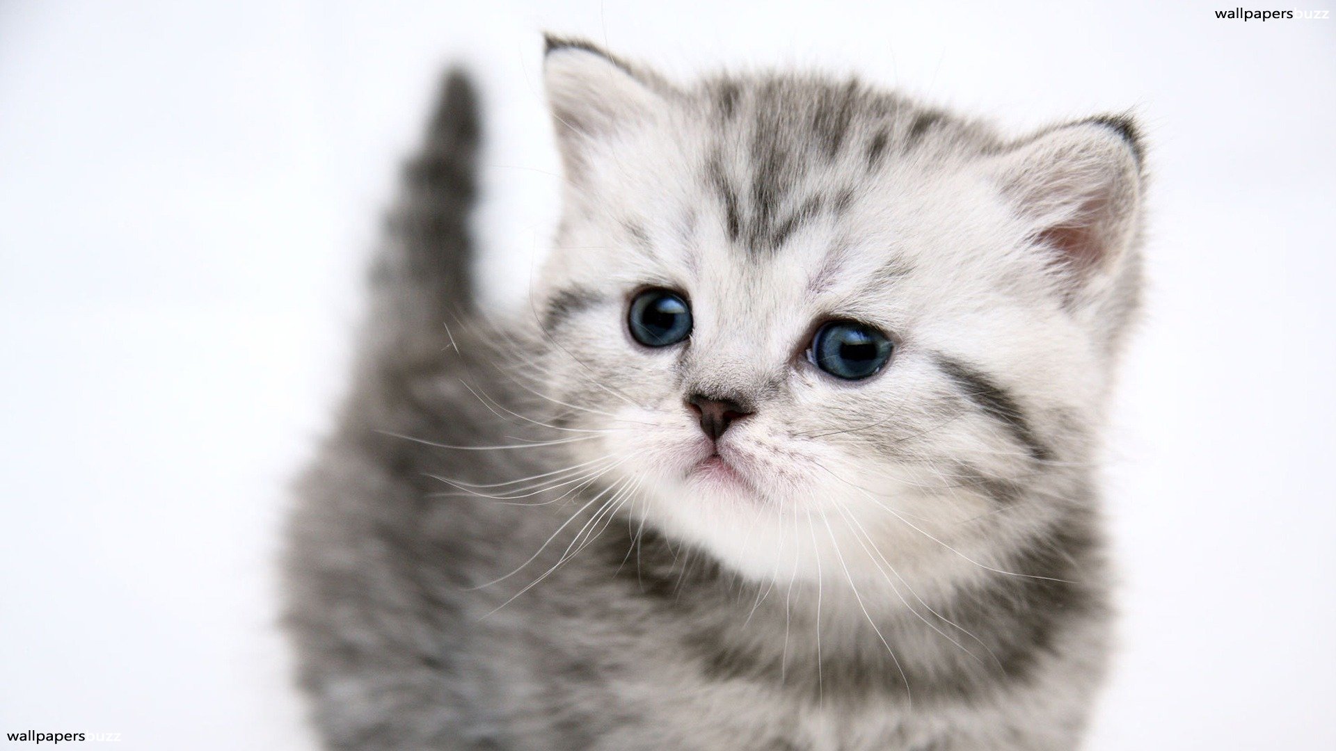 Detail Cute Cat Wallpaper Desktop Nomer 50