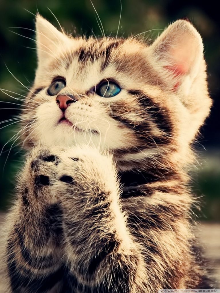 Detail Cute Cat Wallpaper Desktop Nomer 56