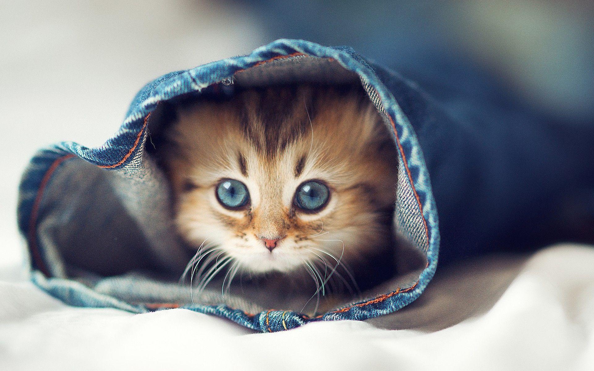 Detail Cute Cats Images Download Nomer 11