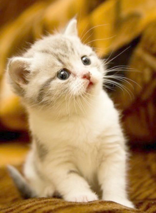 Detail Cute Cats Images Download Nomer 13