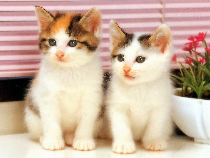 Detail Cute Cats Images Download Nomer 17